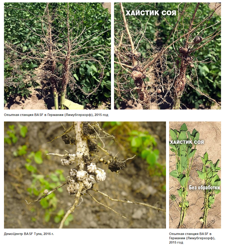 Хайстик Соя. Эффективный способ оптимизации азотного питания и получения прибавки урожая