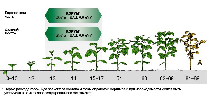 Корум. Двойной удар по сорнякам