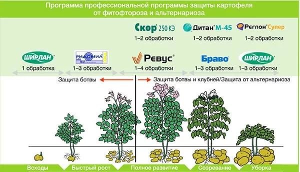 Защита картофеля от фитофтороза и альтернариоза от компании «Сингента»