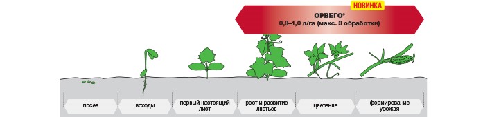 ОРВЕГО® - Максимальный потенциал здорового урожая!