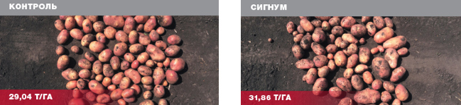 СИГНУМ® - Идеальный баланс: товарный вид + здоровье овощей