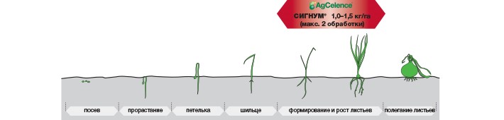 СИГНУМ® - Идеальный баланс: товарный вид + здоровье овощей