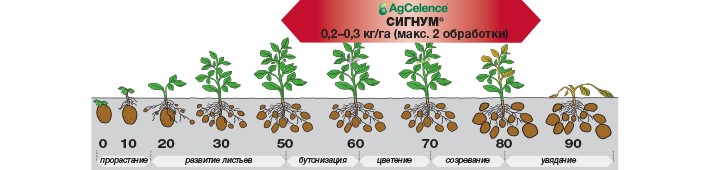 СИГНУМ® - Идеальный баланс: товарный вид + здоровье овощей