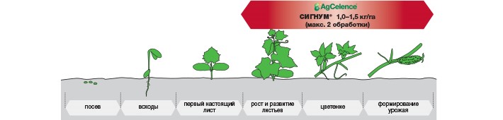 СИГНУМ® - Идеальный баланс: товарный вид + здоровье овощей