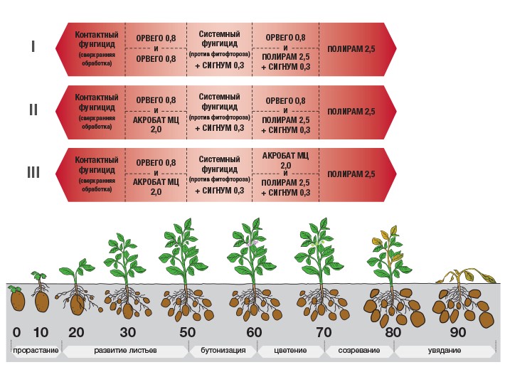 Рекомендации по системе защиты картофеля от болезней