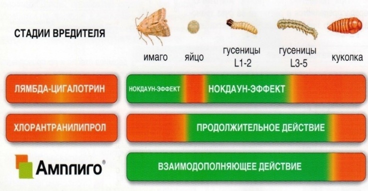 Амплиго - эффективное решение против чешуекрылых вредителей