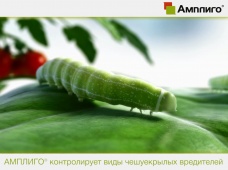 Syngenta Амплиго: Двойной удар по чешуекрылым!